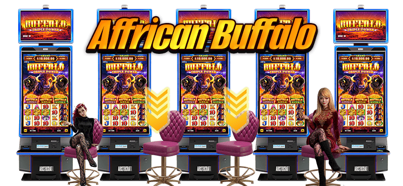affrican buffalo